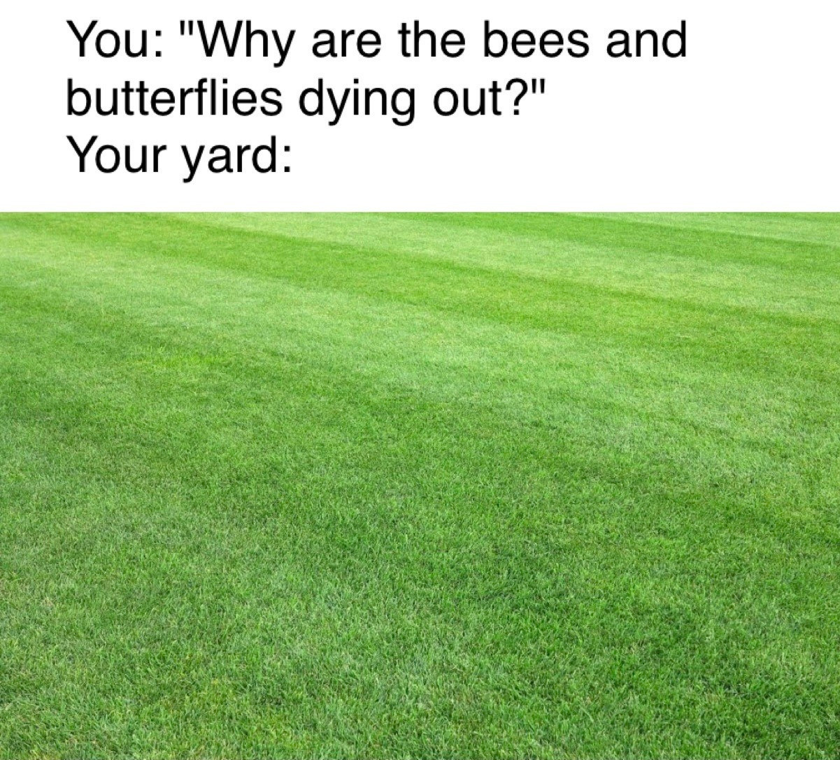 "You: Why are the bees and butterflies dying out?" Your lawn: a perfectly cut monoculture lawn