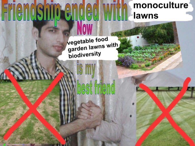 two men handshaking titled "friendship ended with monoculture lawns, now vegetable food garden lawns with biodiversity is my best friend