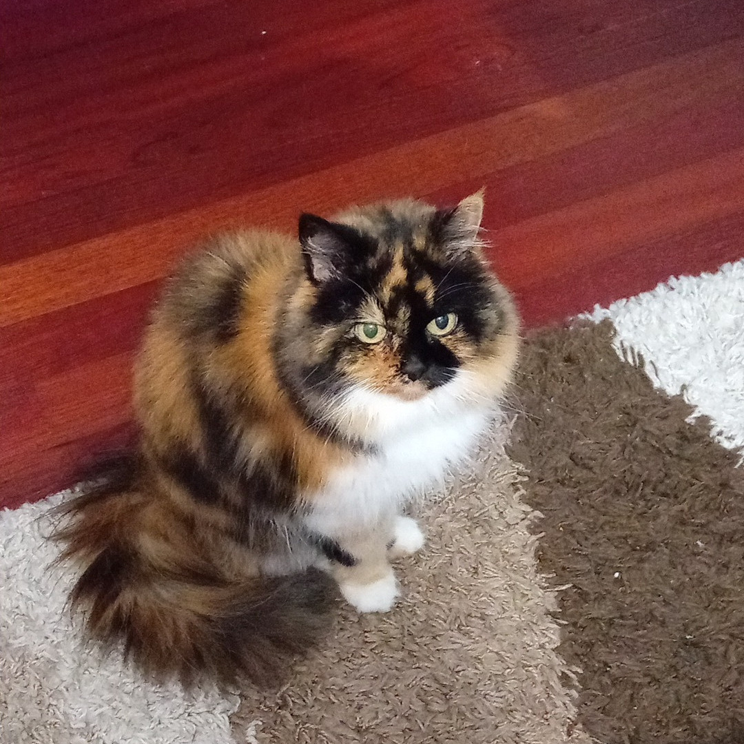 Gata tricolor y peluda sentada, mirando al vacío. Es muy linda y suave.