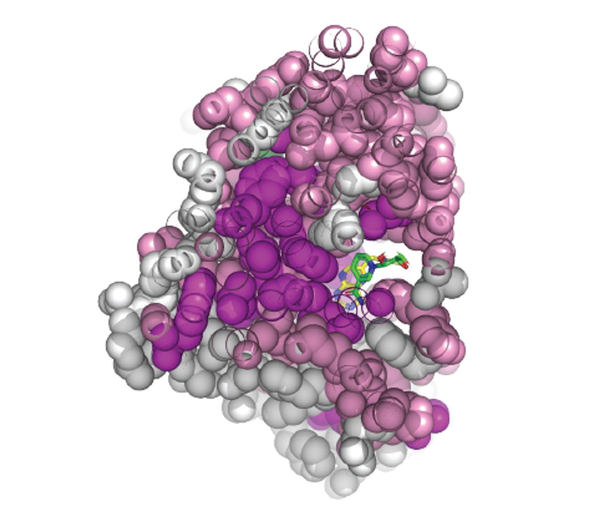 Cross section of an enzyme, color coded by mutational epistasis.