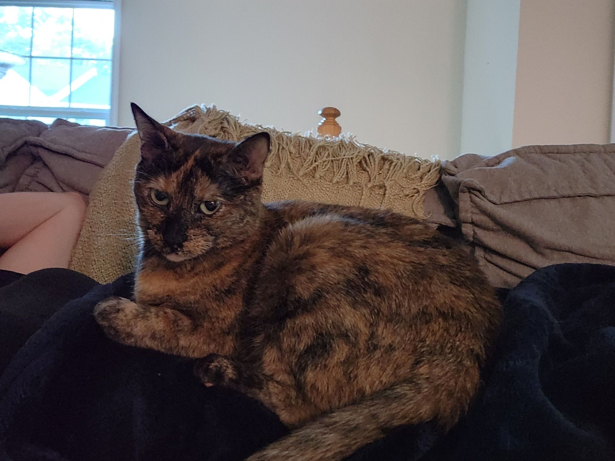 Tortishell cat (Littlefoot) laying on her human slave