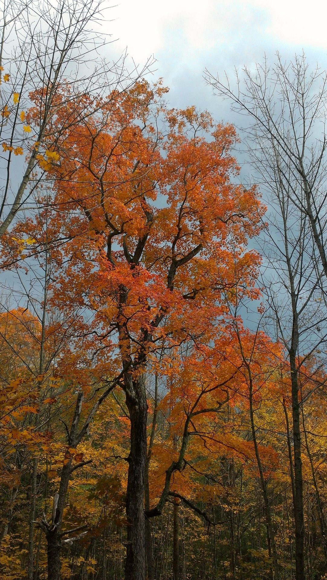 A tall, narrow tree with fiery orange leaves and deeply dark wet bark