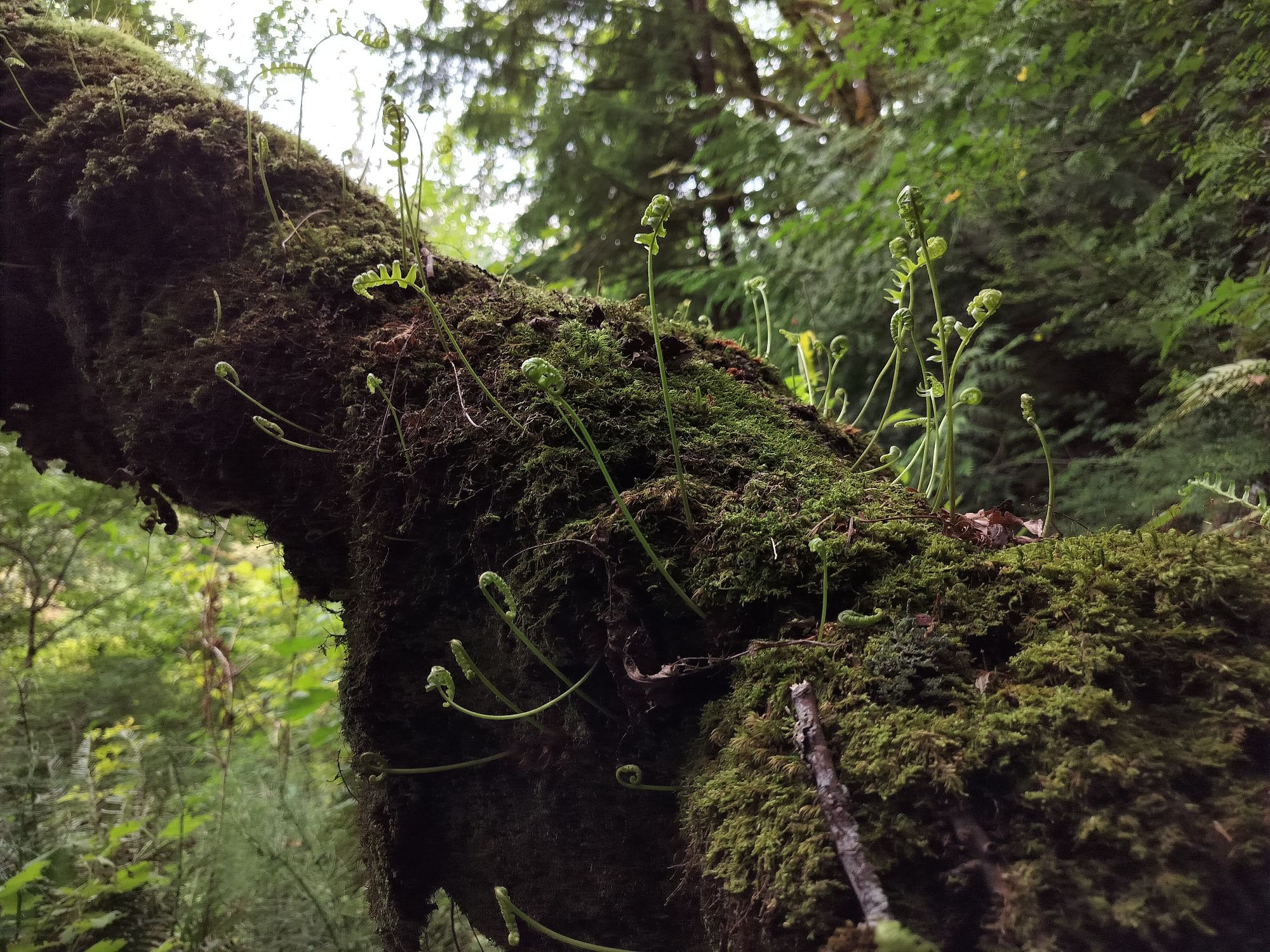 Tiny, young licorice ferns growing from a mossy bough