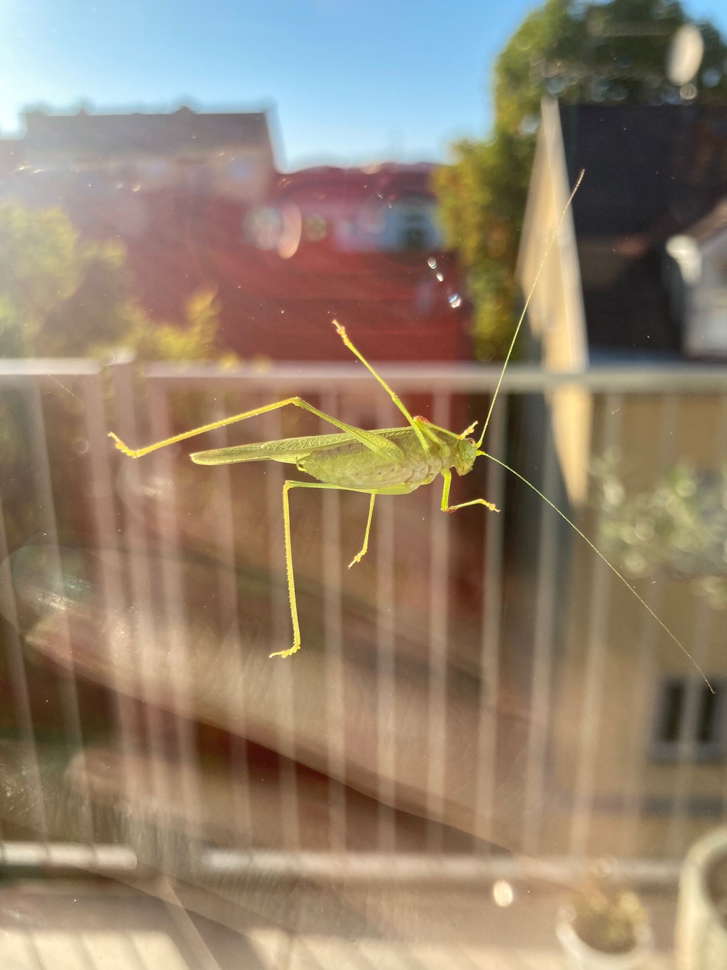 Riesige grüne Heuschrecke durchs fensterglas fotografiert