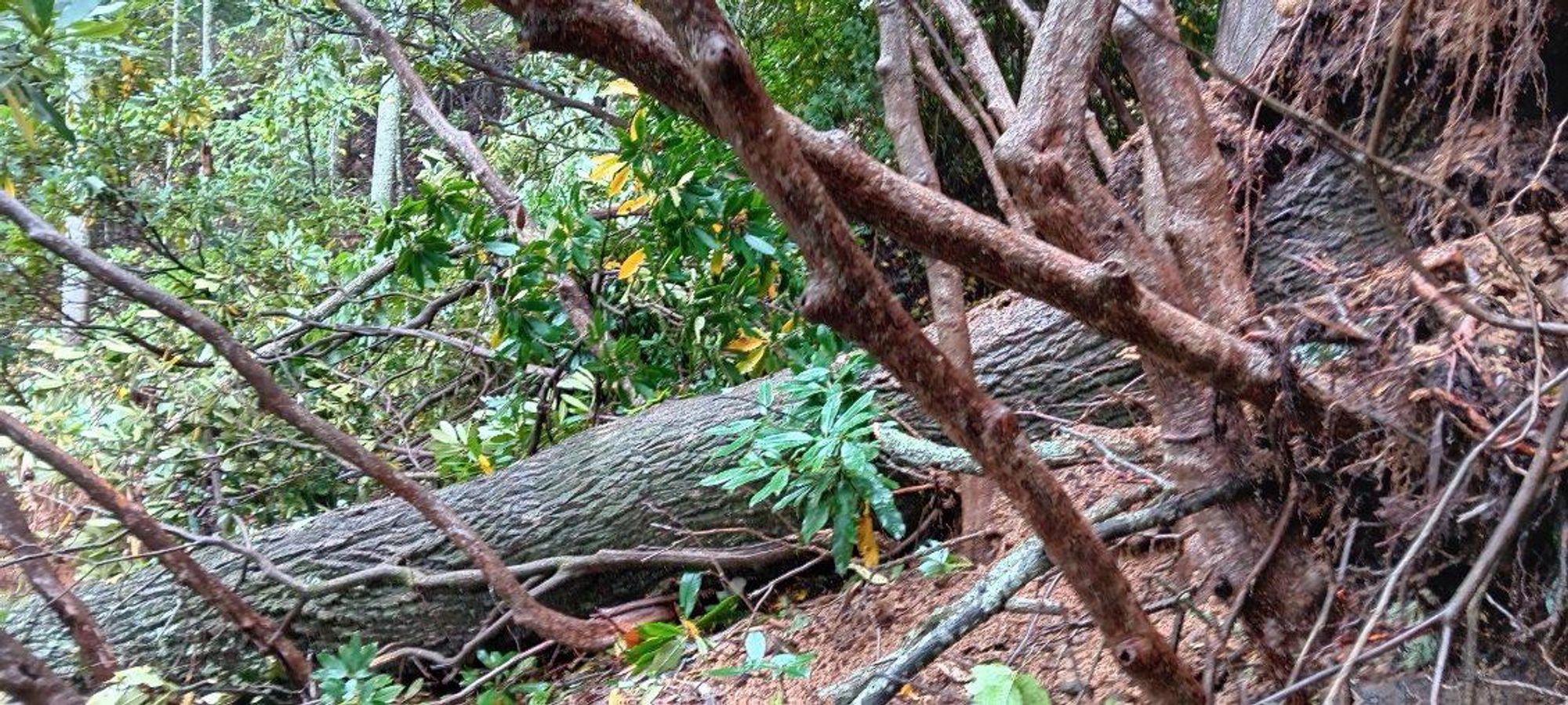 Tree damage in Asheville from Hurricane Helene