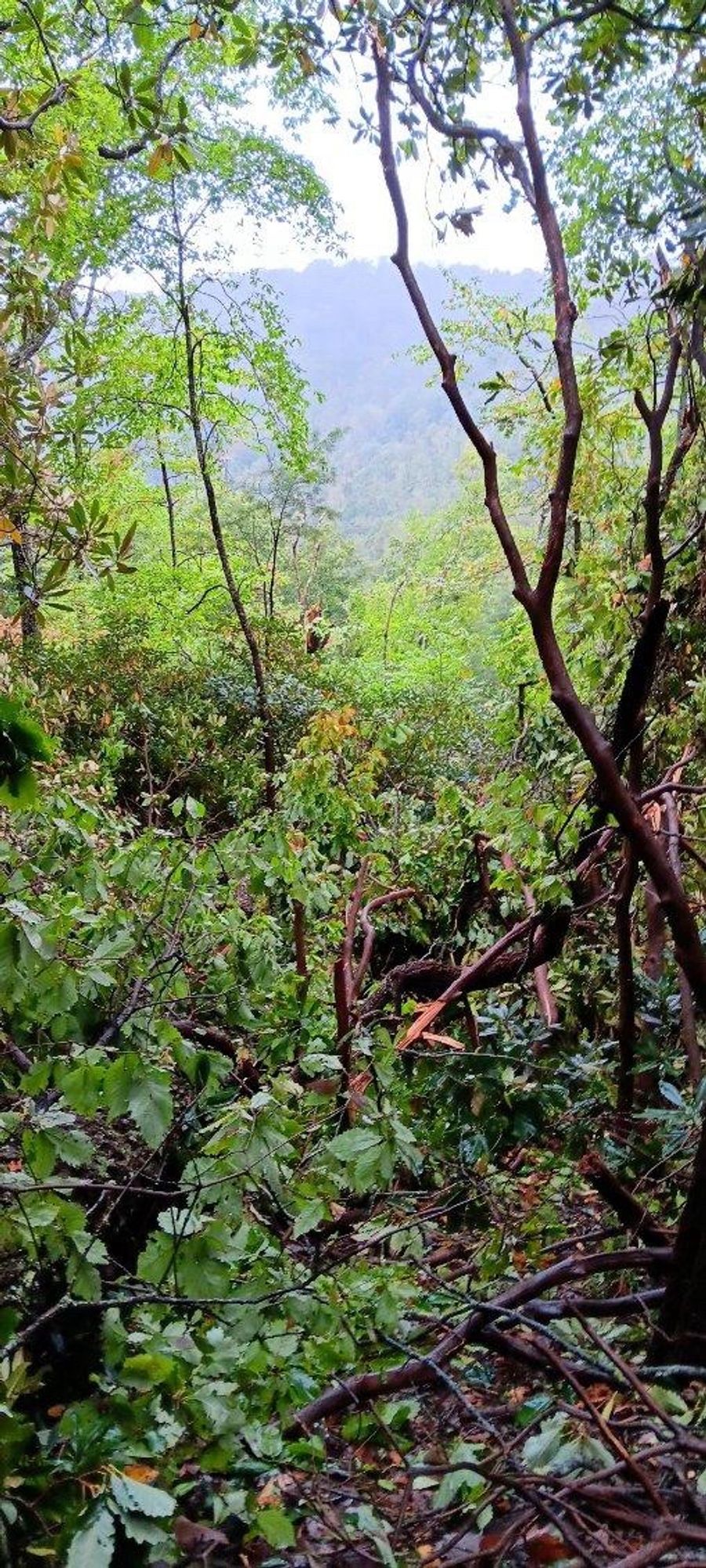 Tree damage in Asheville from Hurricane Helene