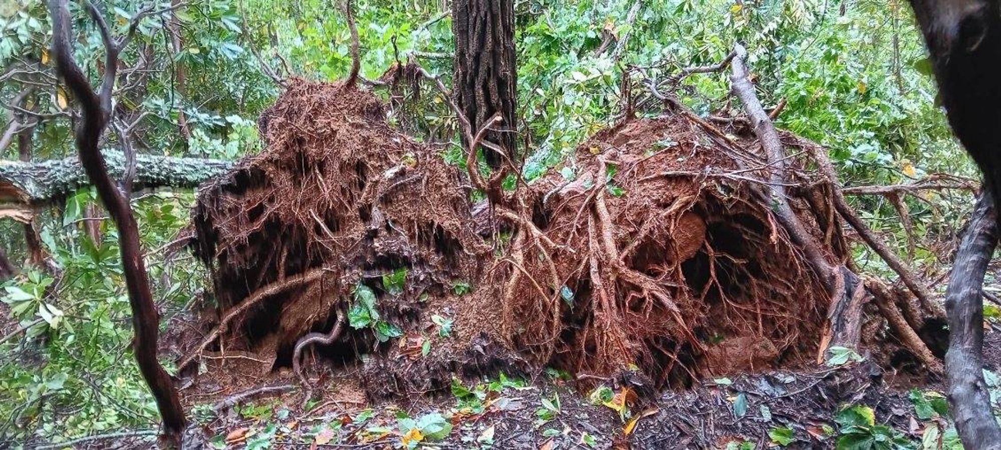 Tree damage in Asheville from Hurricane Helene