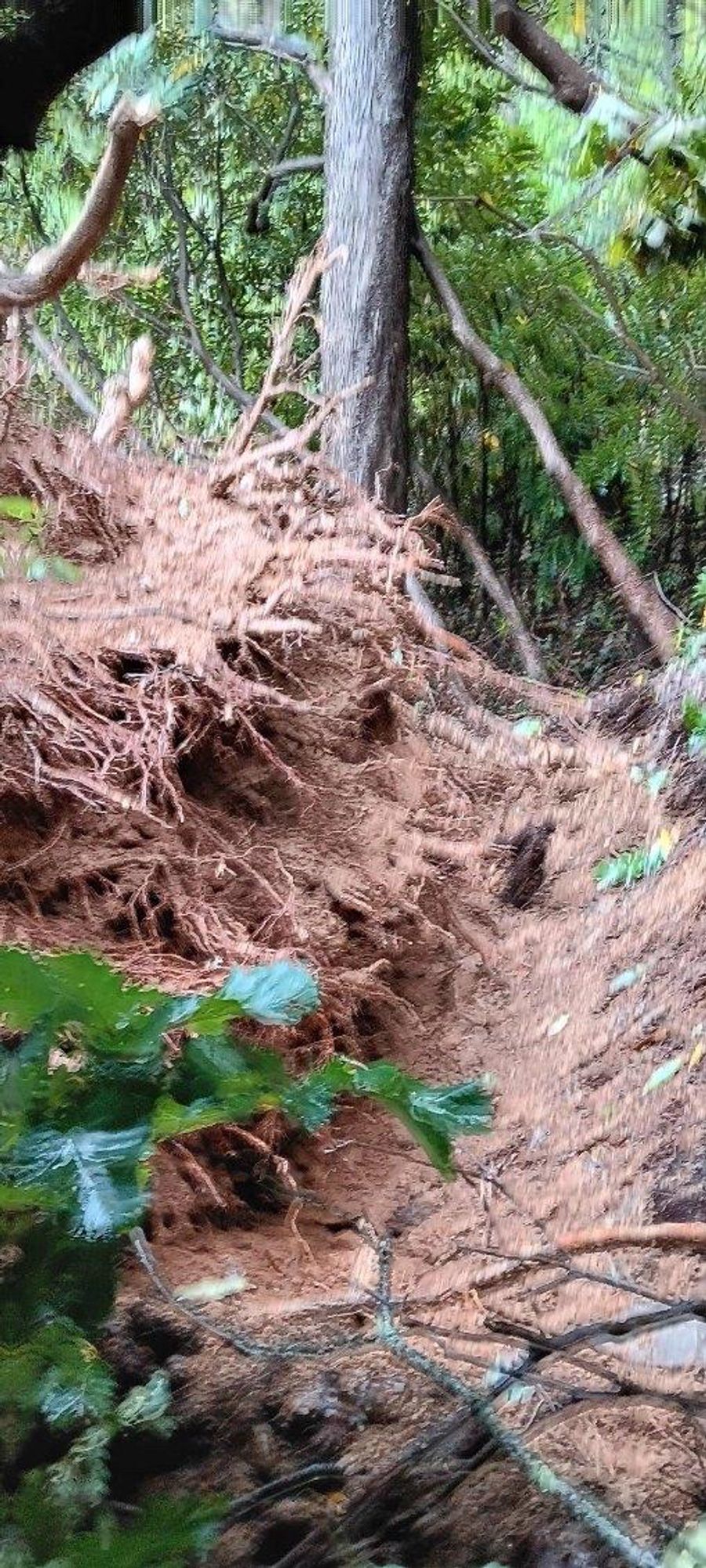 Tree damage in Asheville from Hurricane Helene