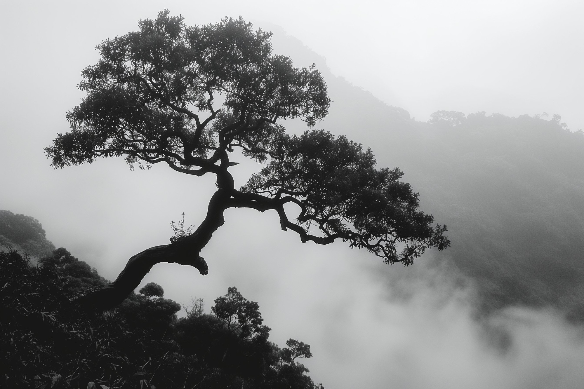 Sometimes, the most enlightening perspectives are found where the clouds meet the courage of a solitary tree. Embrace the view! 🌿🌫️ #InTheClouds #MonochromeMagic #ArtOfNature #SereneScenes