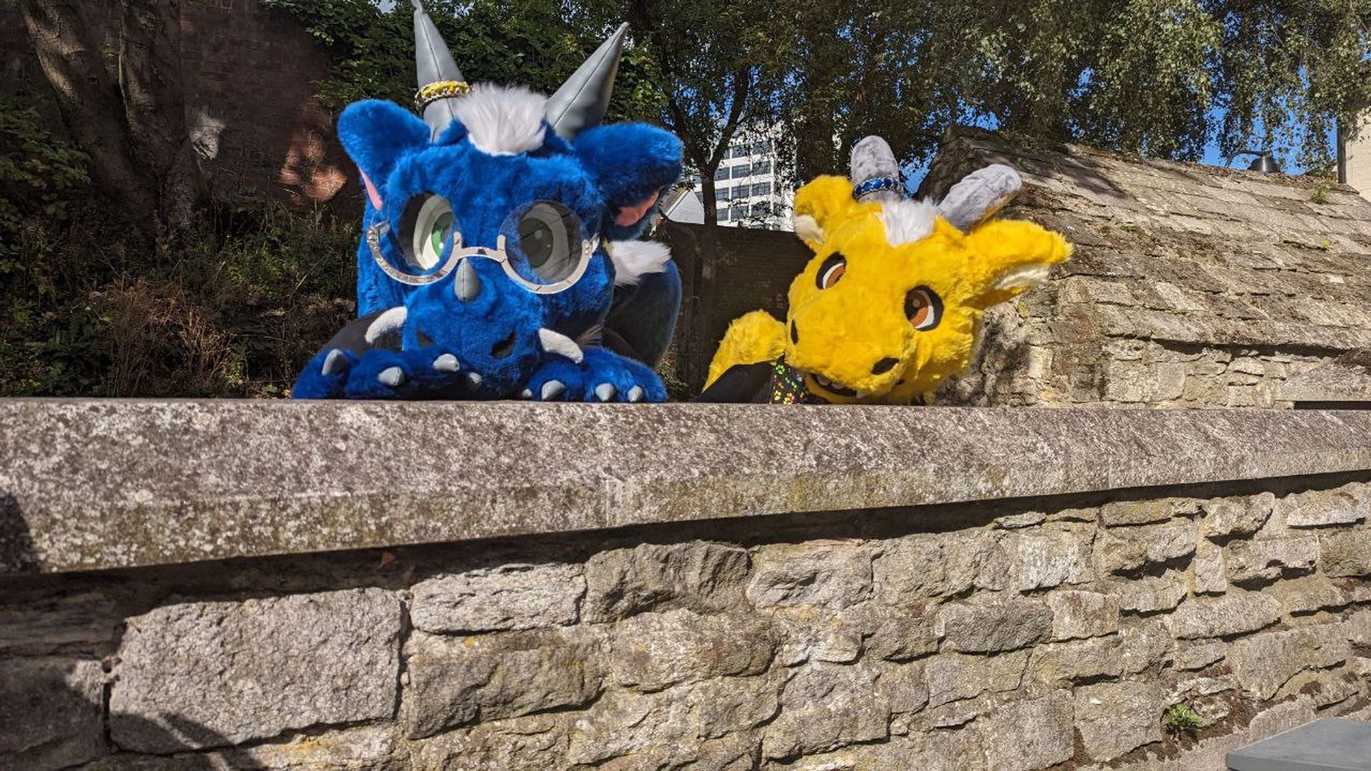 Blue and yellow dragon fursuiters Doran and Azakir peer over a wall, looking excited.