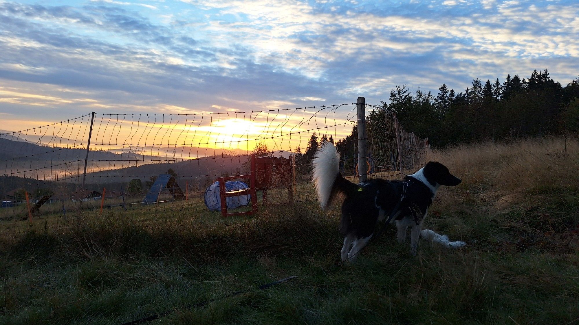 Schwarzweißer Hund auf einer Bergwiese oberhalb der Nebelschwaden. Die Sonne geht milchig auf.