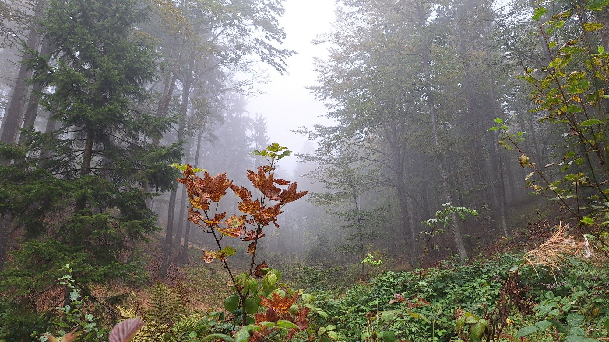 Verwelkende Pflanze im Vordergrund, dahinter nebelverhangener Laubwald.