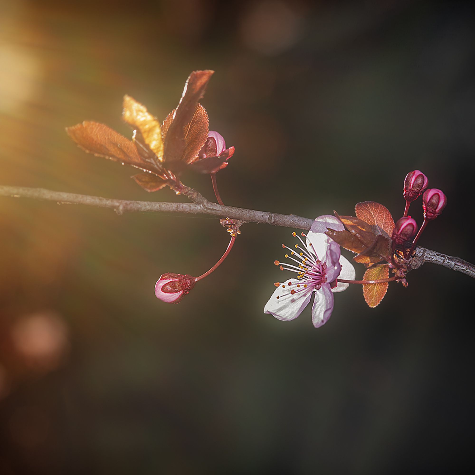 Spring flowers in golden morning lights