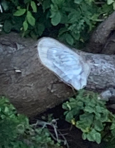 Sawn end of a large branch of macrocarpa