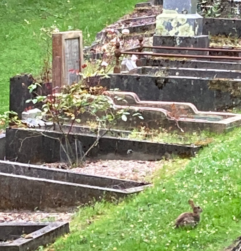 Rabbit on the grass sitting in front of a row of gravestones on a hillside. Dunedin's Northern Cemetery.