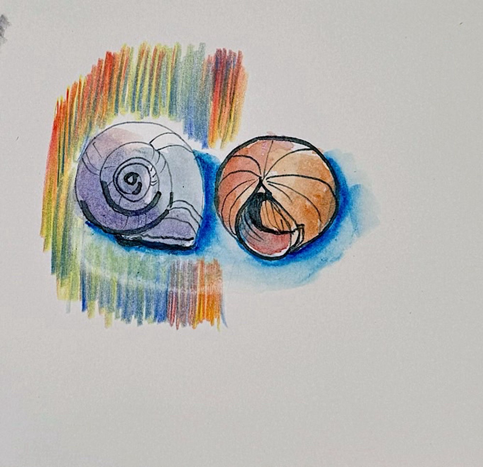 Zwei Muscheln in Aquarell auf einem weißen Hintergrund dargestellt, mit bunten Linien und Schattierungen darunter.