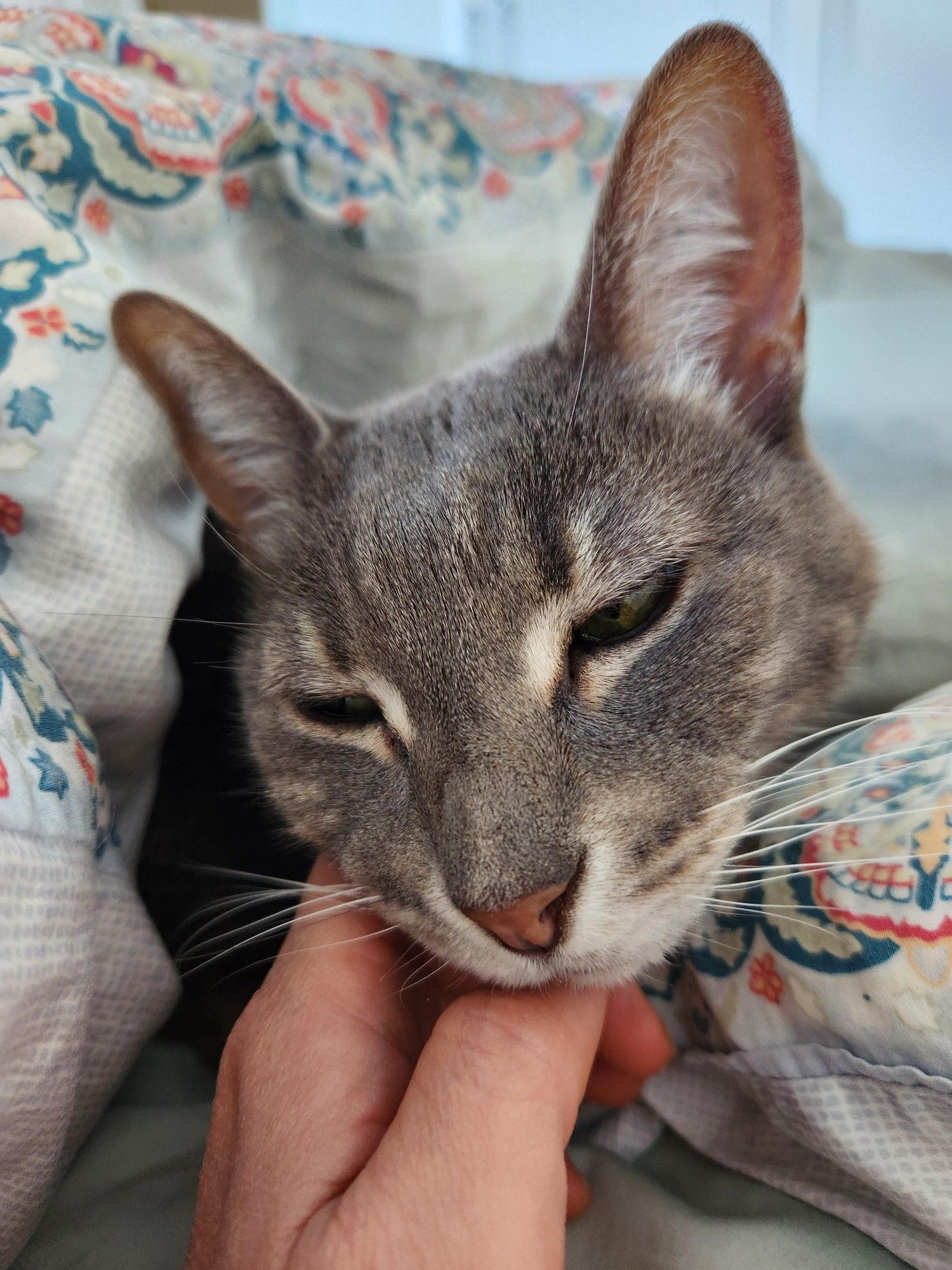 Close-up front view of a gray tabby receiving chin scratches. His eyes are half-closed in enjoyment