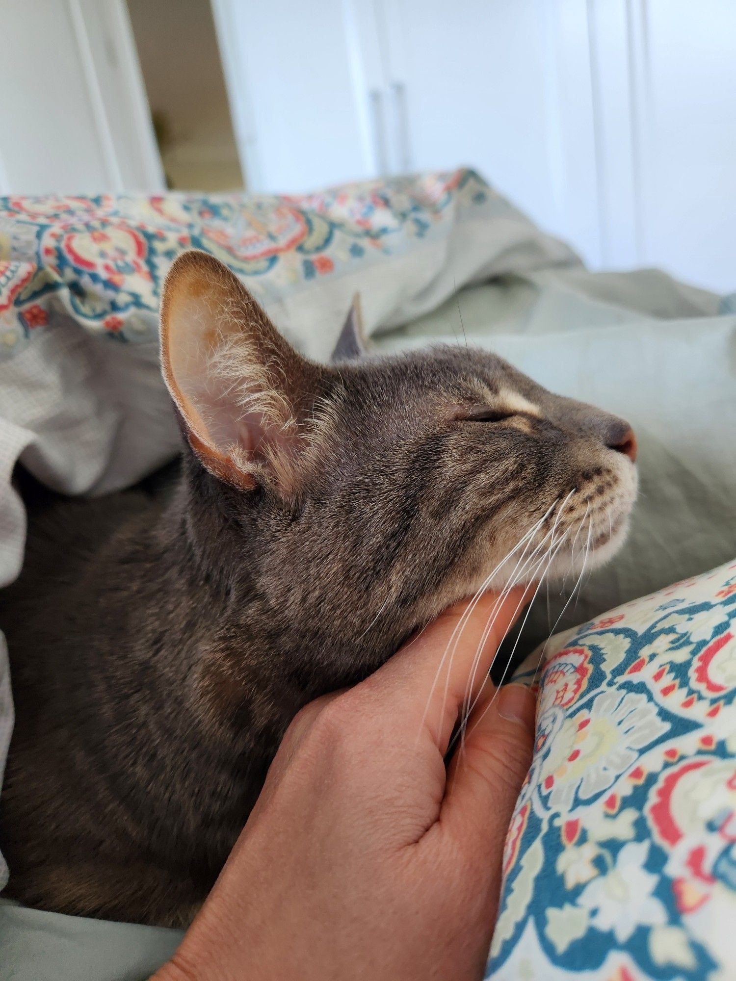 Close-up profile view of a gray tabby receiving chin scratches. His eyes are closed in appreciation