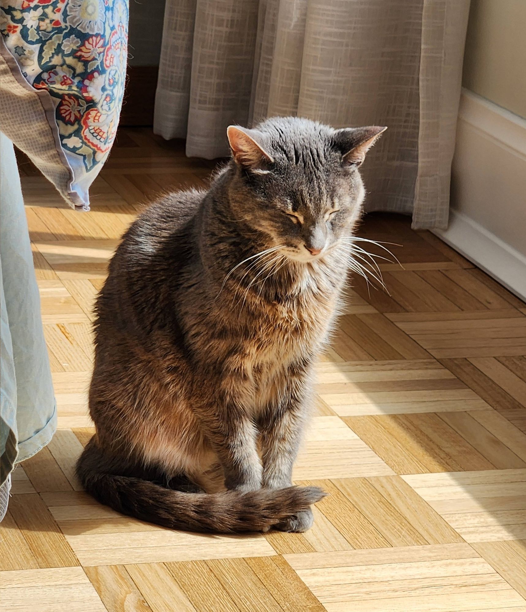 Gray tabby sits neatly upright on a pale paraquet floor, in a strip of sun. His eyes are closed & he wears a look of concentration. His tail is neatly wrapped around him, covering his front paws