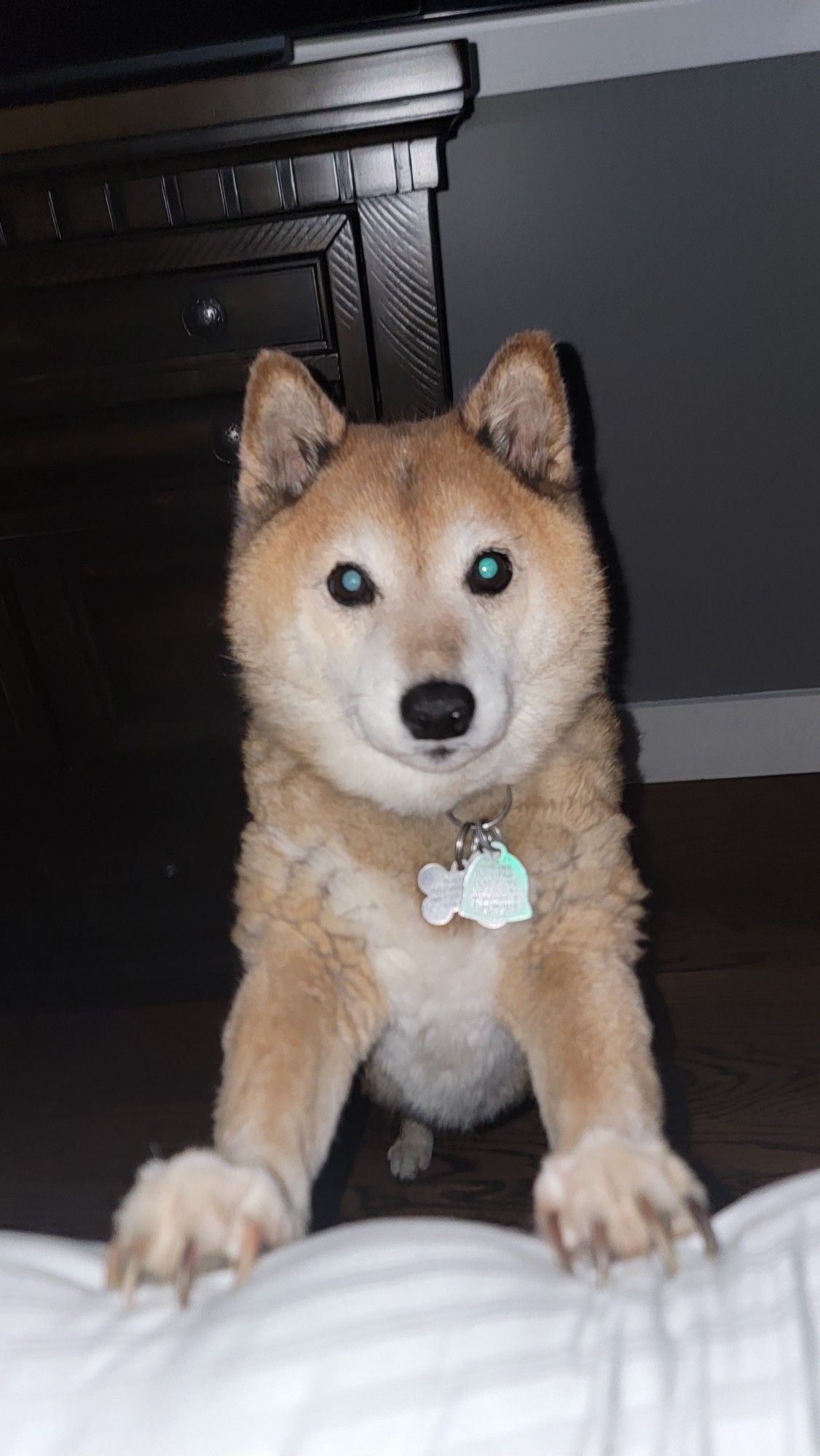 Red furred Shiba Inu standing upright with his front paws on a bed in a dark room. He is looking at the person holding the camera.