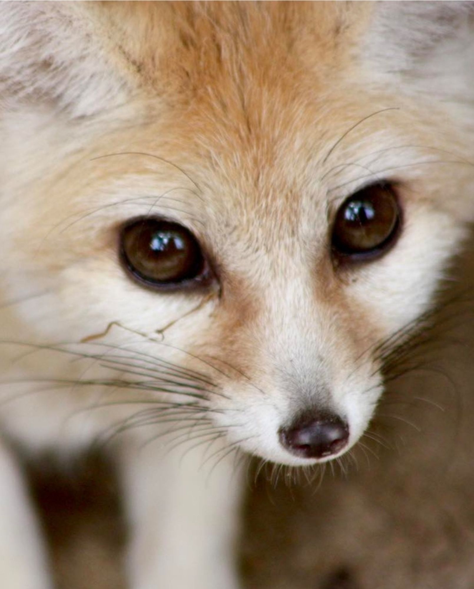 Photo of a fennic fox