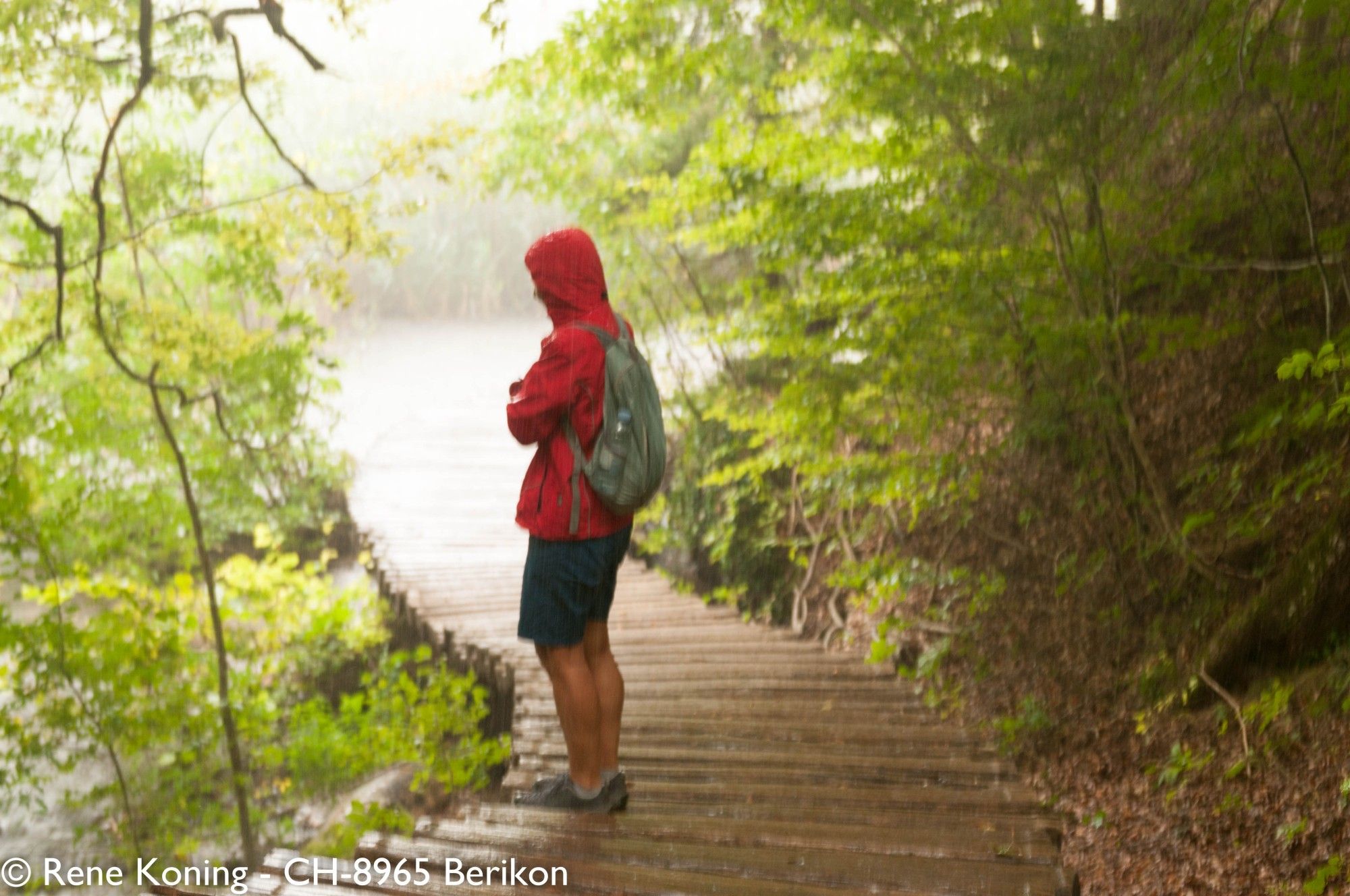 Eine Person  mit einer Roten Regenjacke bekleidet steht bei strömenden Regen auf einem Holzsteg der in einem See endet. Links und Rechts vom Steg spriesst der junge Wald empor.