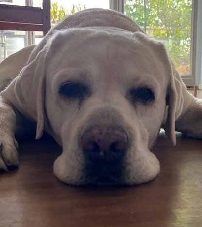 Hund liegt auf dem Boden. Ansicht frontal aufs Gesicht.