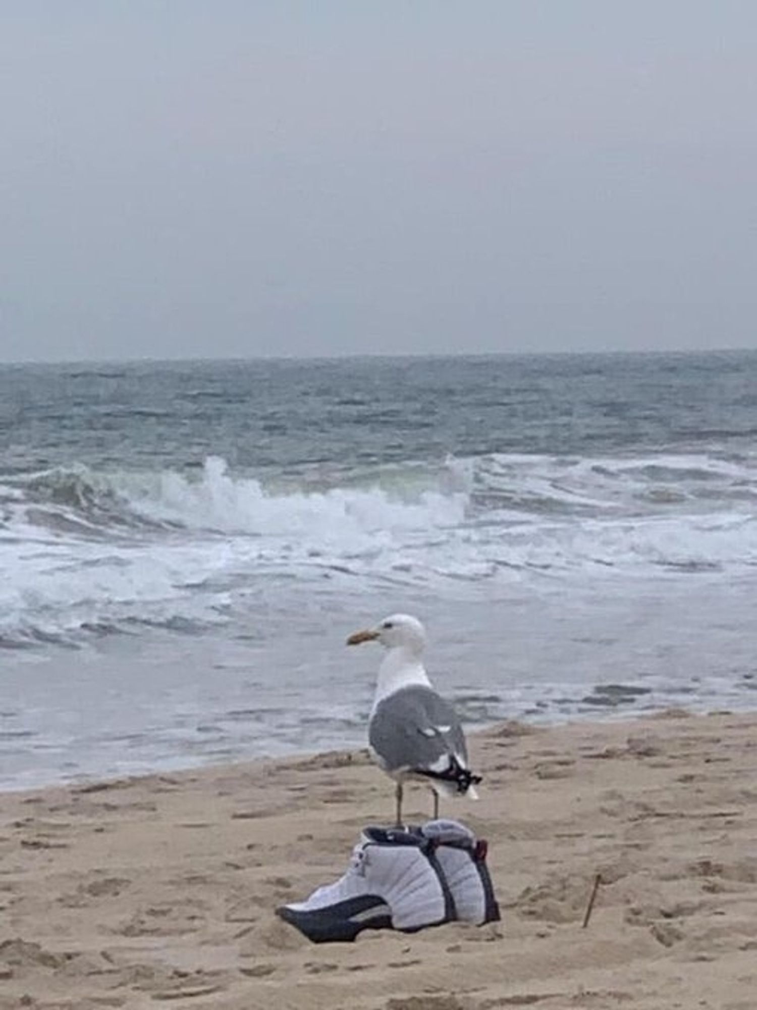 Une mouette en bord de mer, les pattes dans une paire de baskets.
#lesanimots