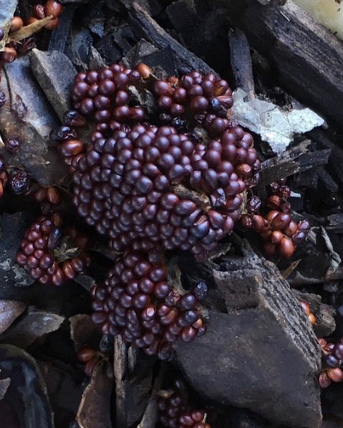 Cluster of dark purple nodules growing on what seems to be mixed forest floor substrate. Each nodule is slightly egg shaped.