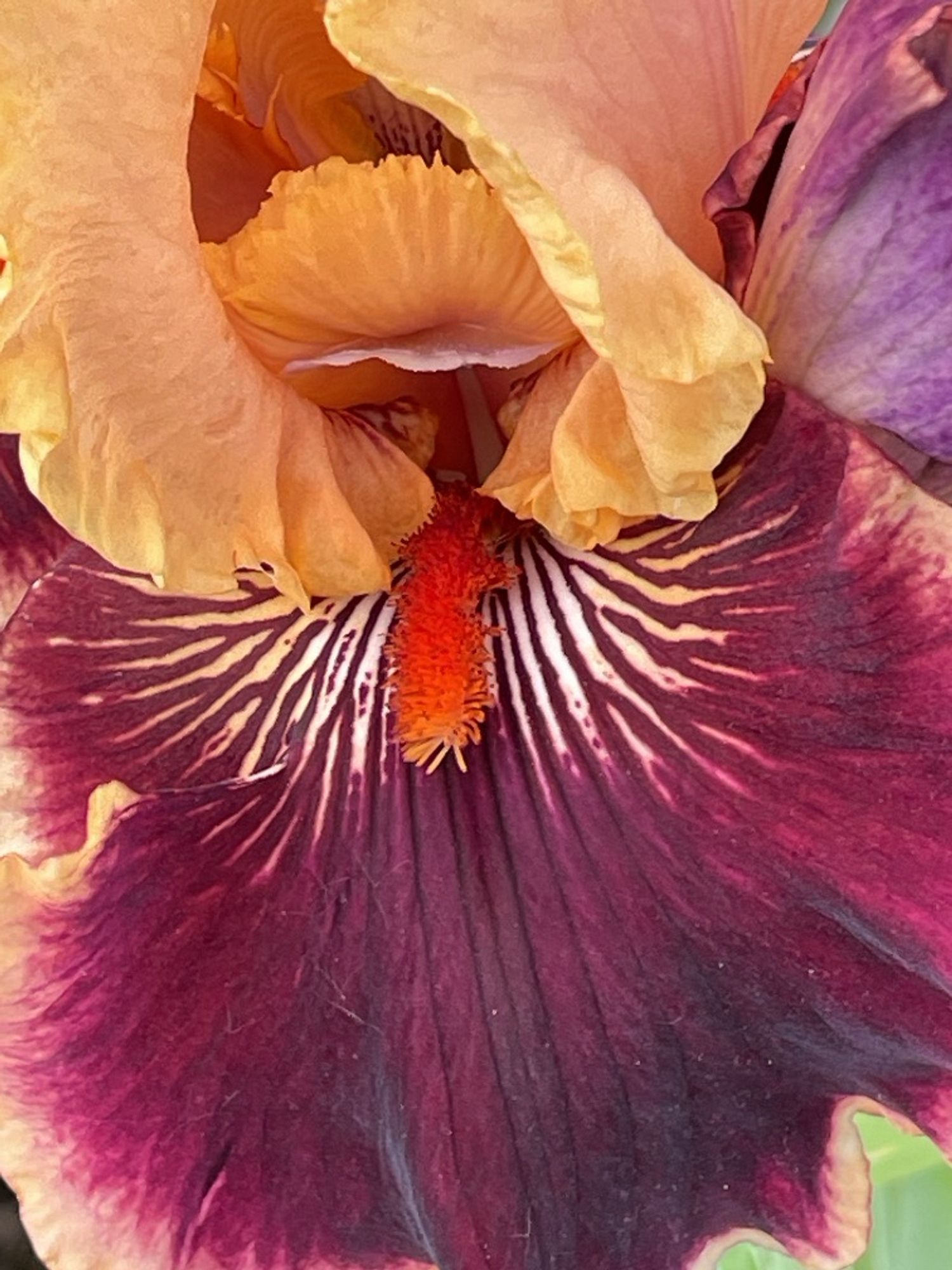 Full frontal close-up of naughty bits. Red on purple with white lines in the purple petals