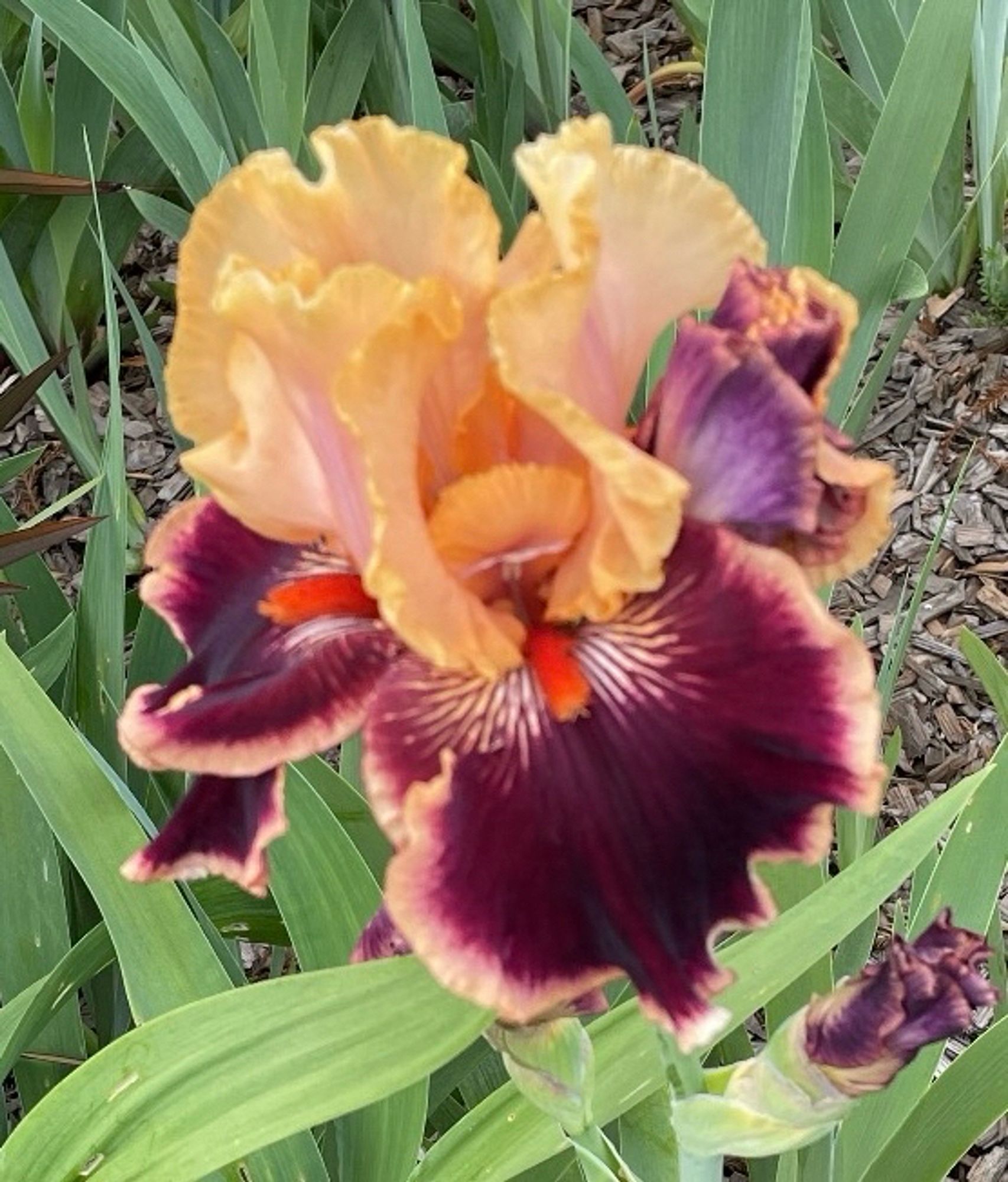 The whole iris