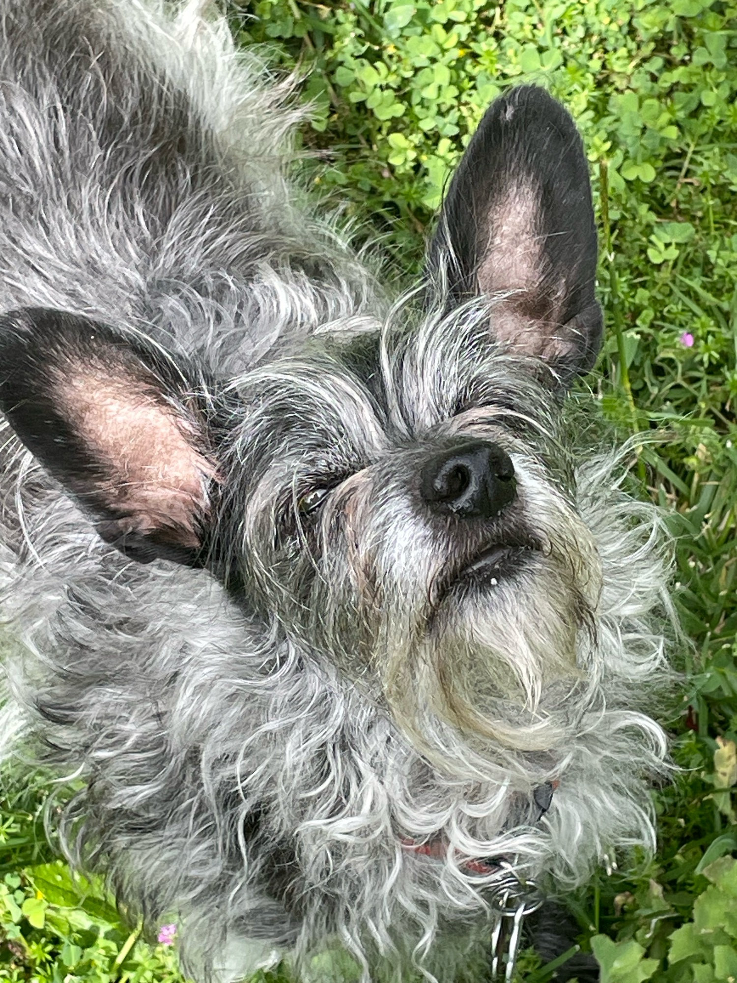 Izzy, a tiny gray scruffy dog with great big ears and lots of floof.