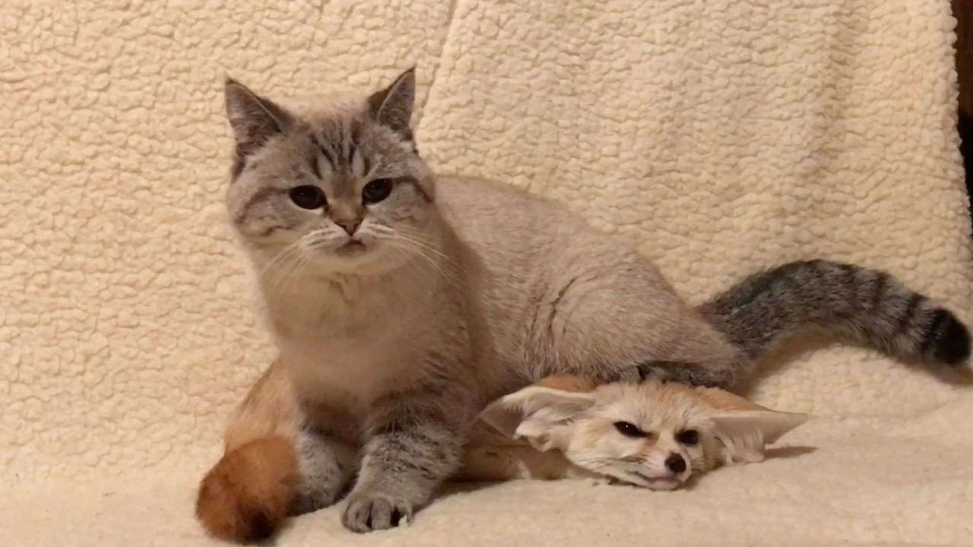 A photo of a cat sitting on top of a squished-looking fennec fox.