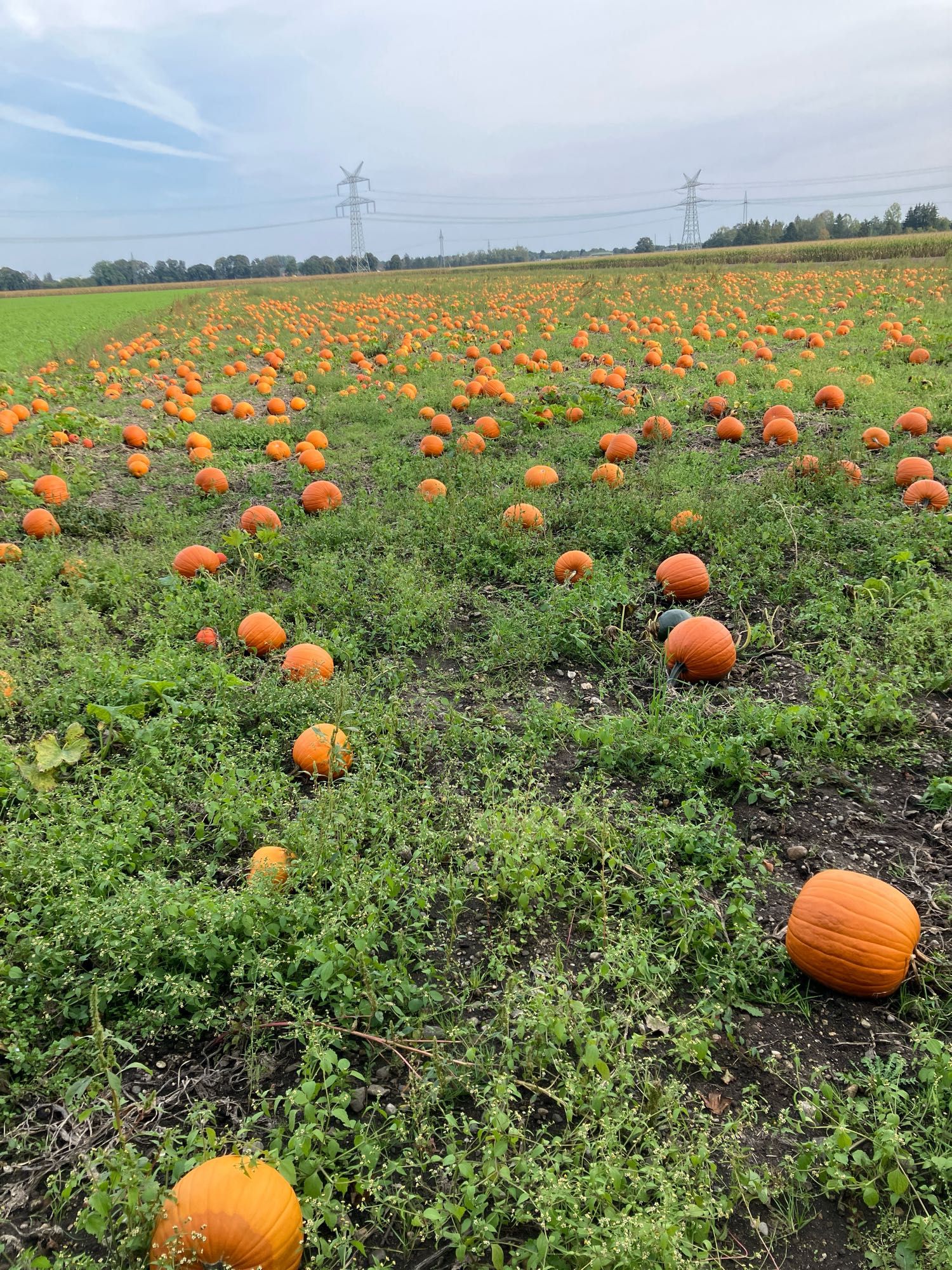 Ein Feld mit Kürbissen Kürbis 🎃