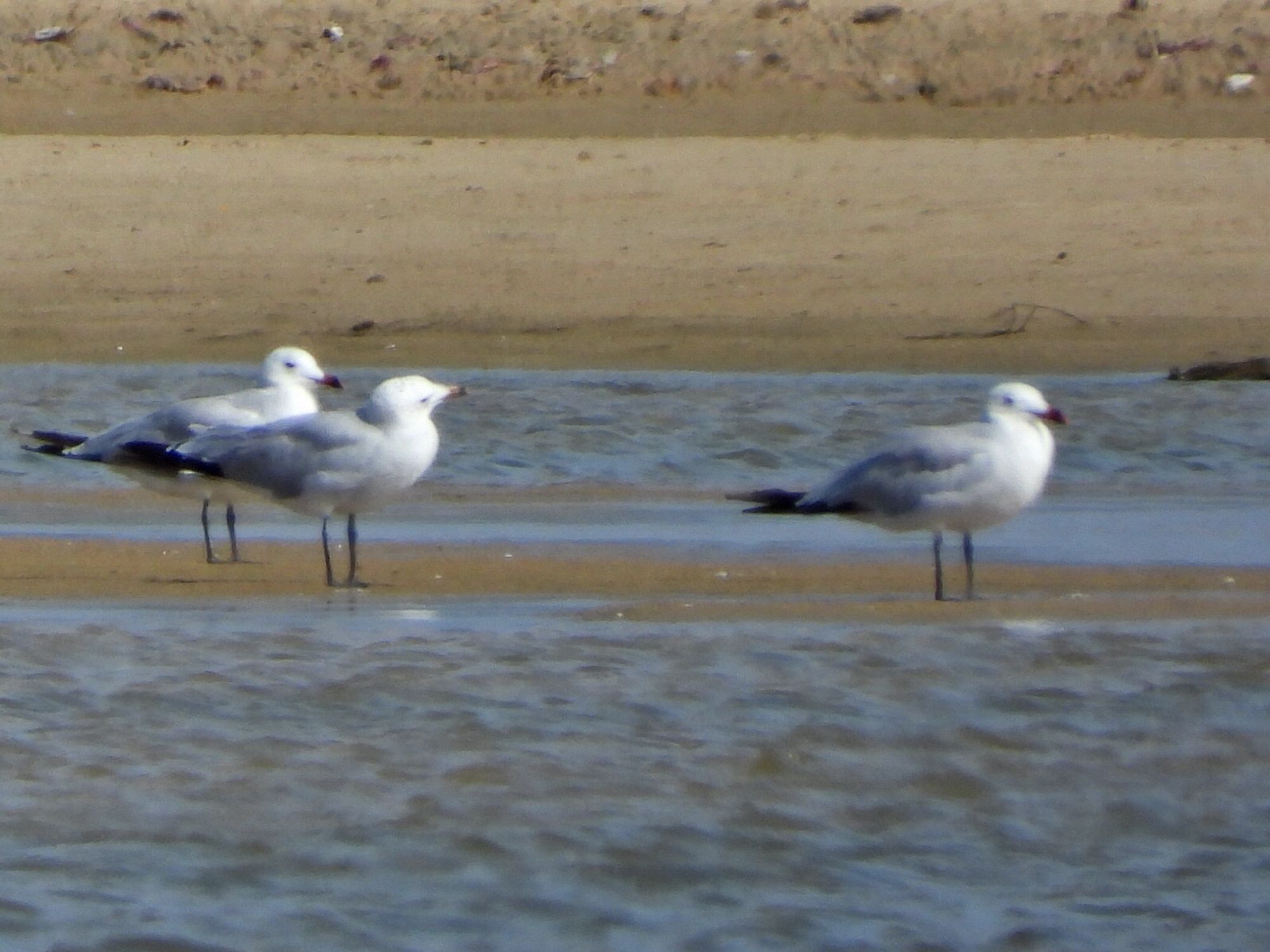 Audouin’s Gull