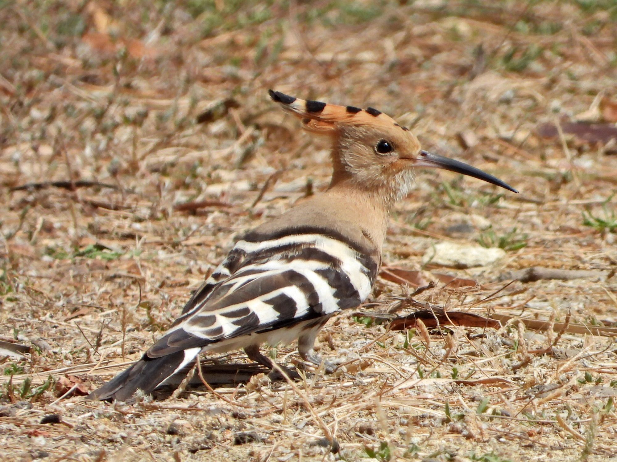 Eurasian Hoopoe