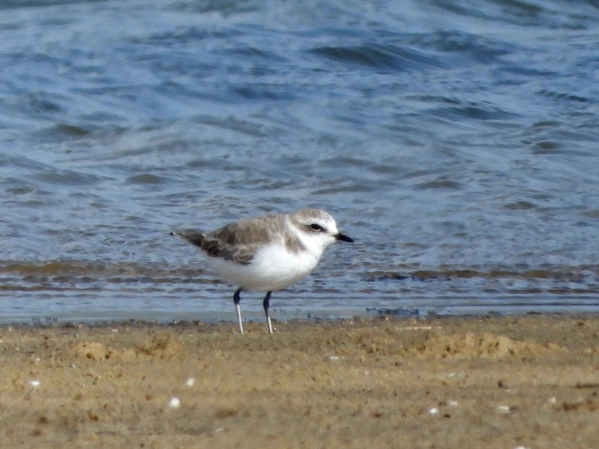 Kentish Plover