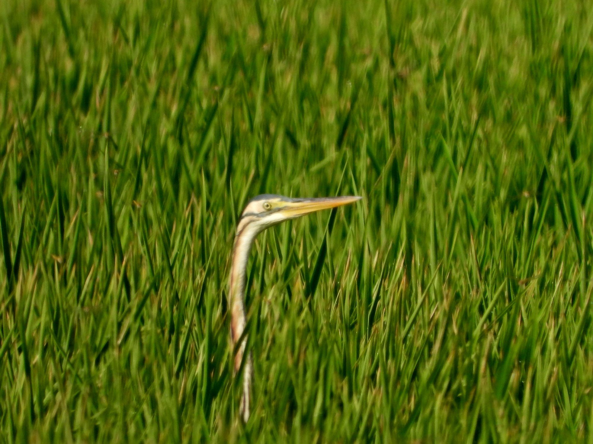 Purple Heron