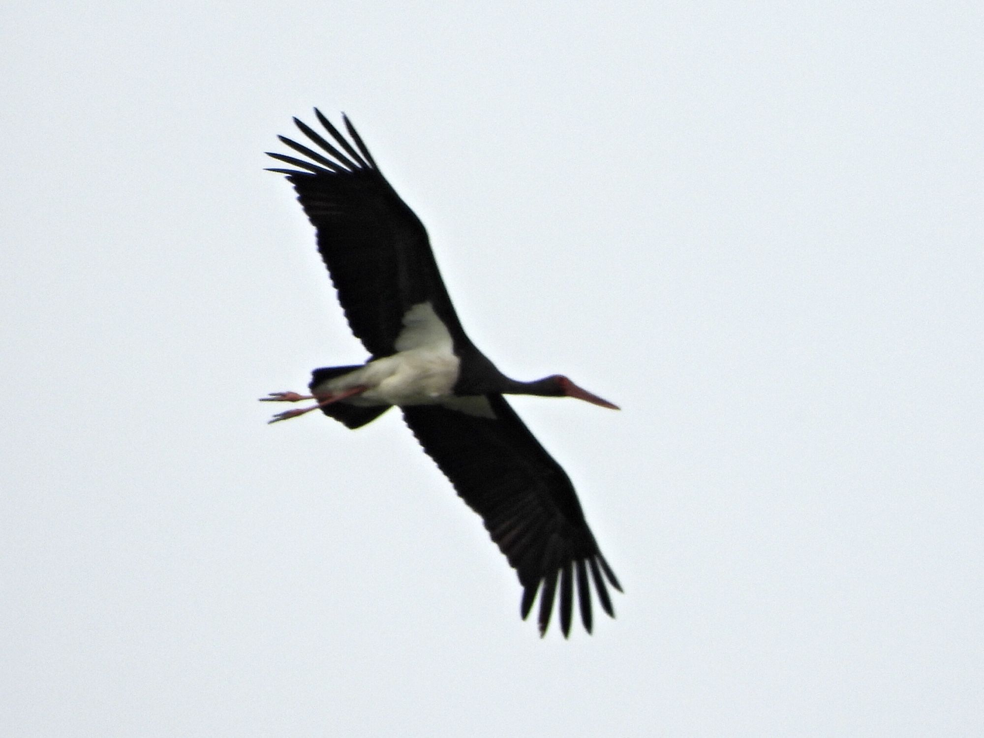 Black Stork