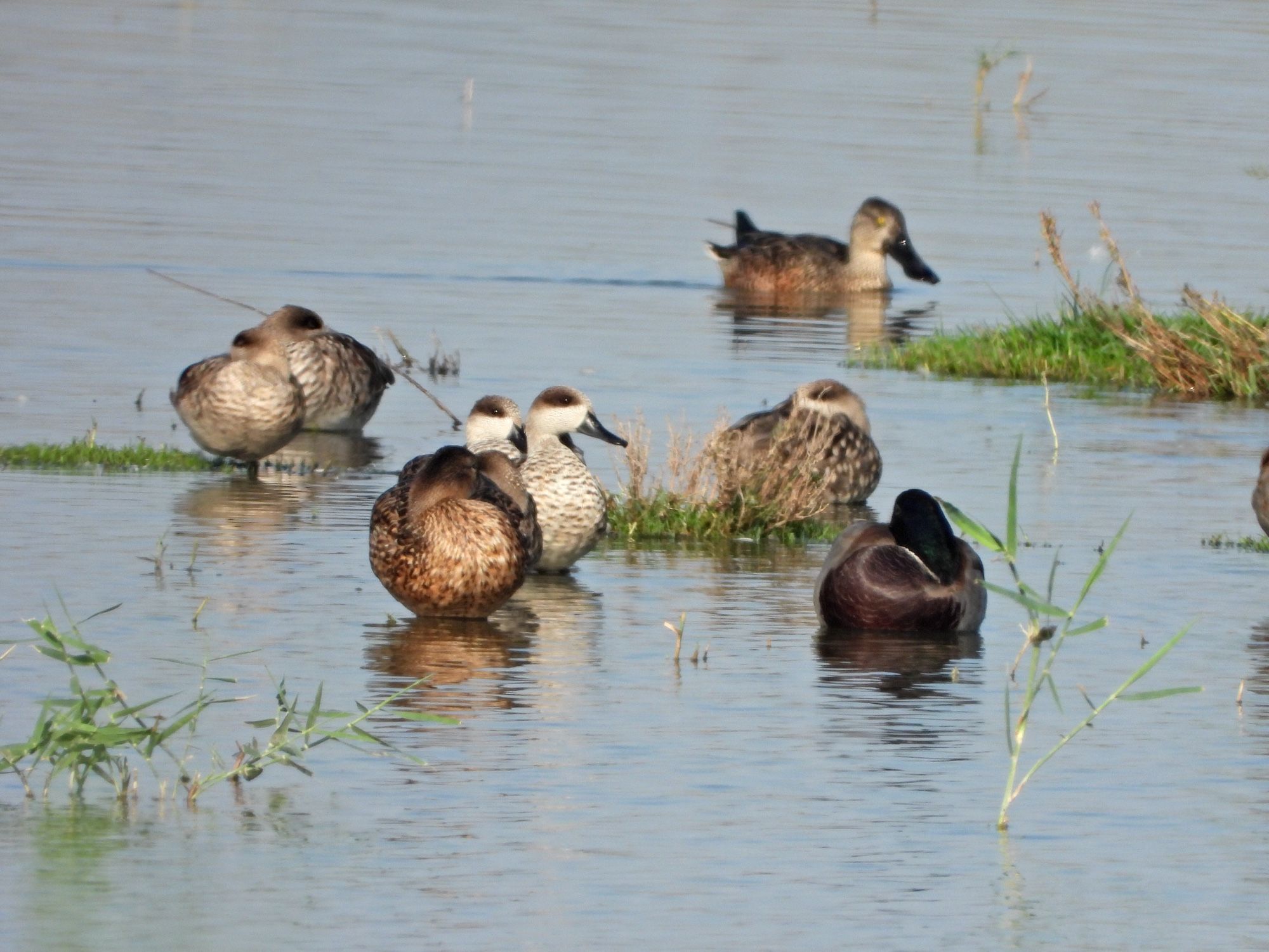 Marbled Duck