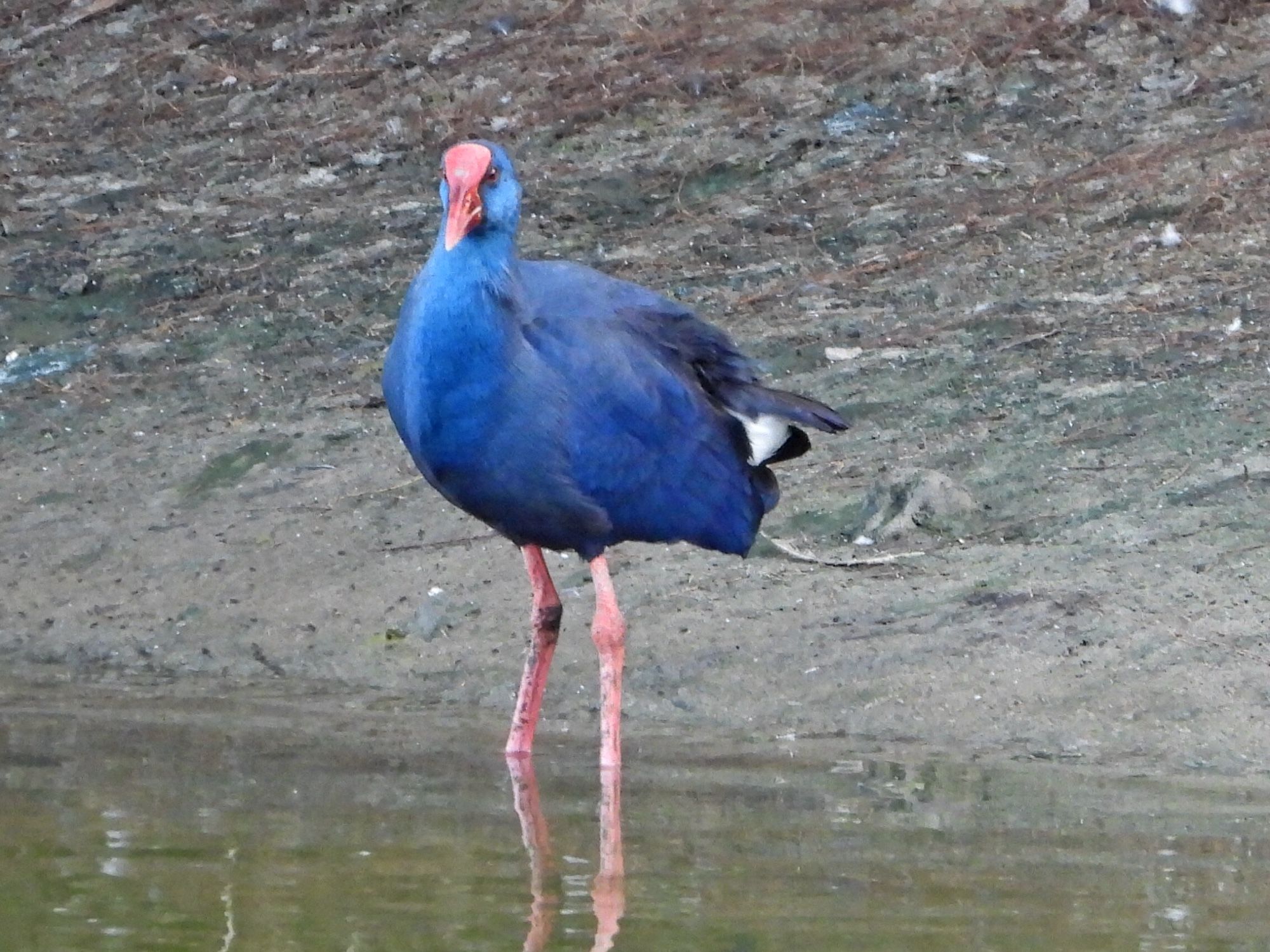 Purple Swamphen