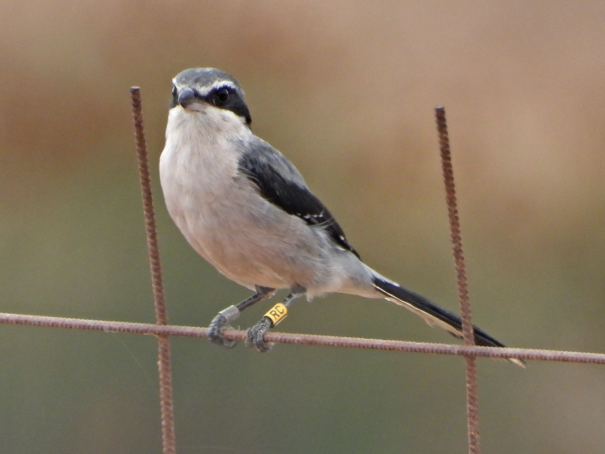 Iberian Grey Shrike