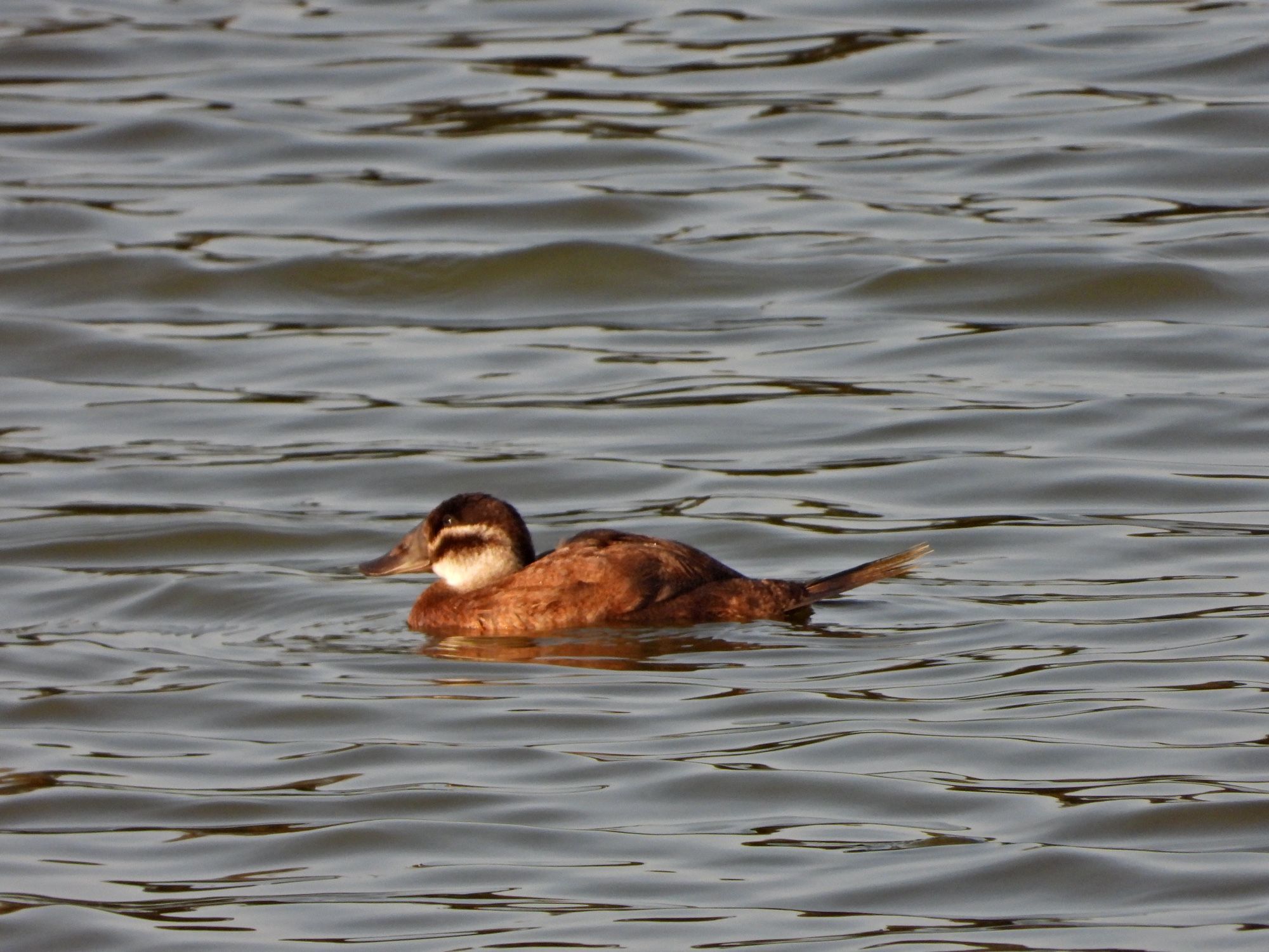 White-headed Duck