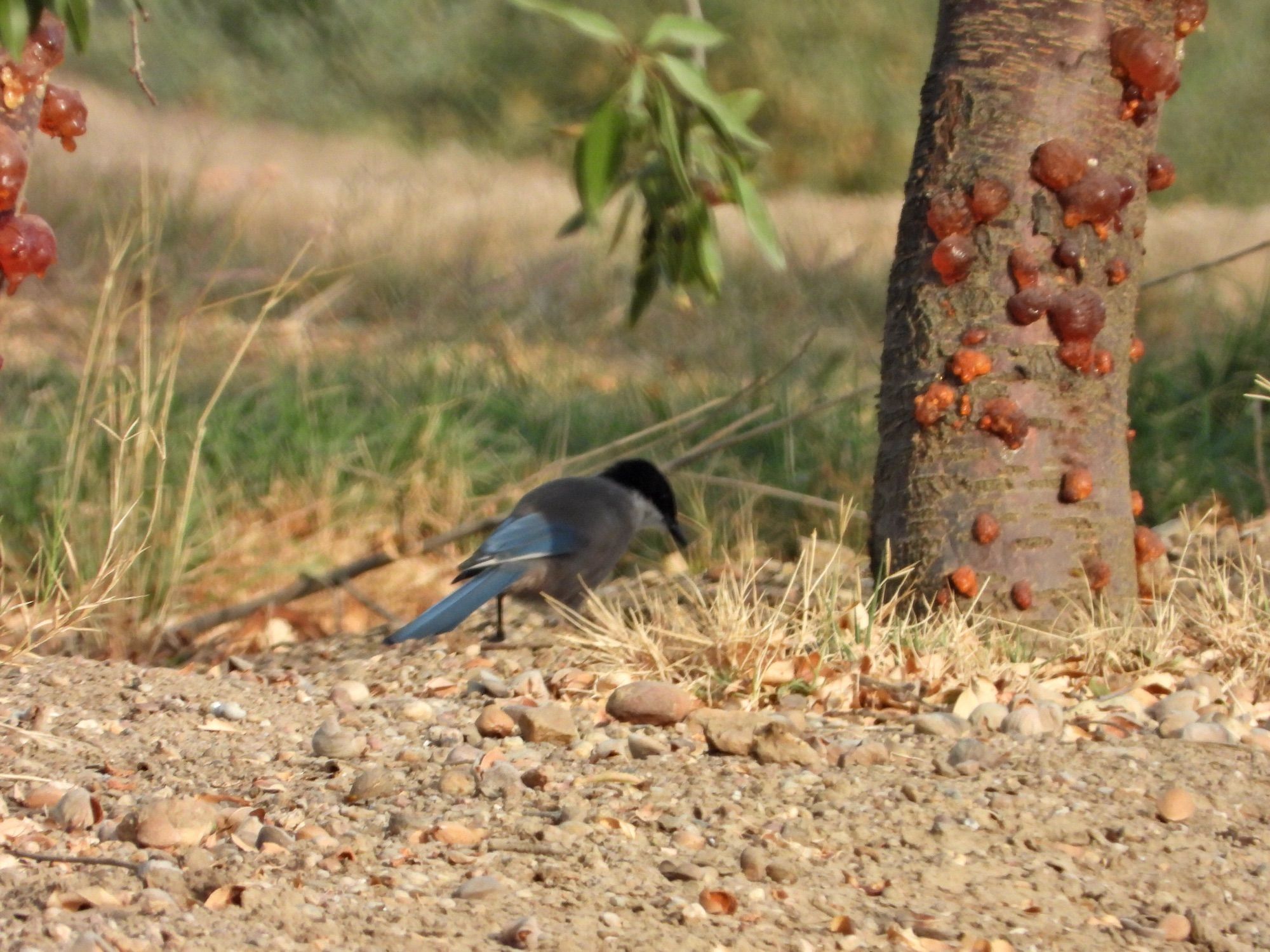 Iberian Magpie