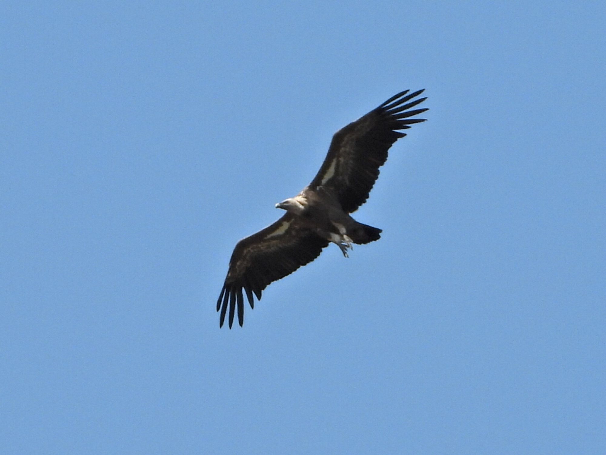 Griffon Vulture