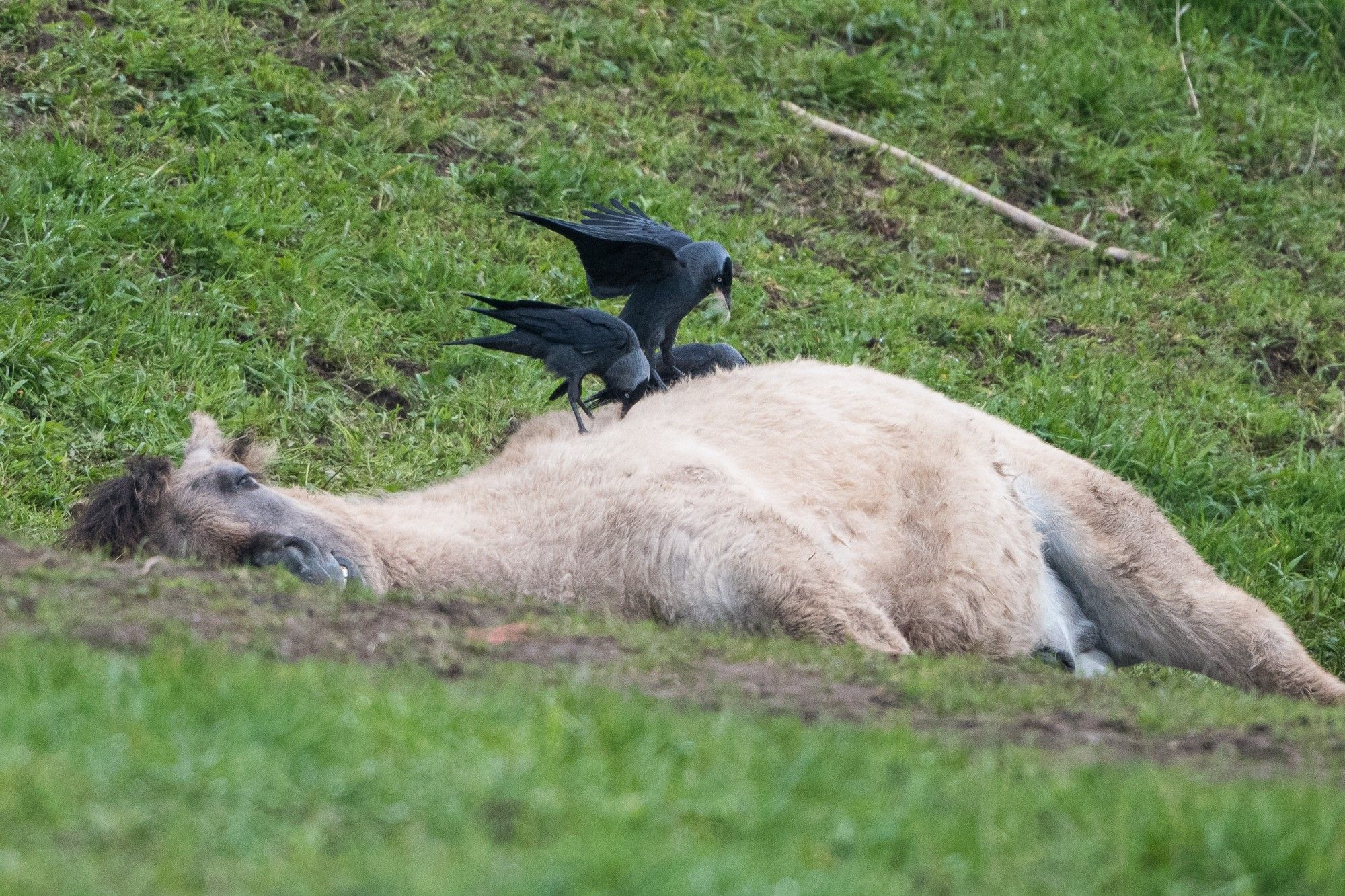 Drie kauwtjes plukken haren uit de vacht van een liggend paar