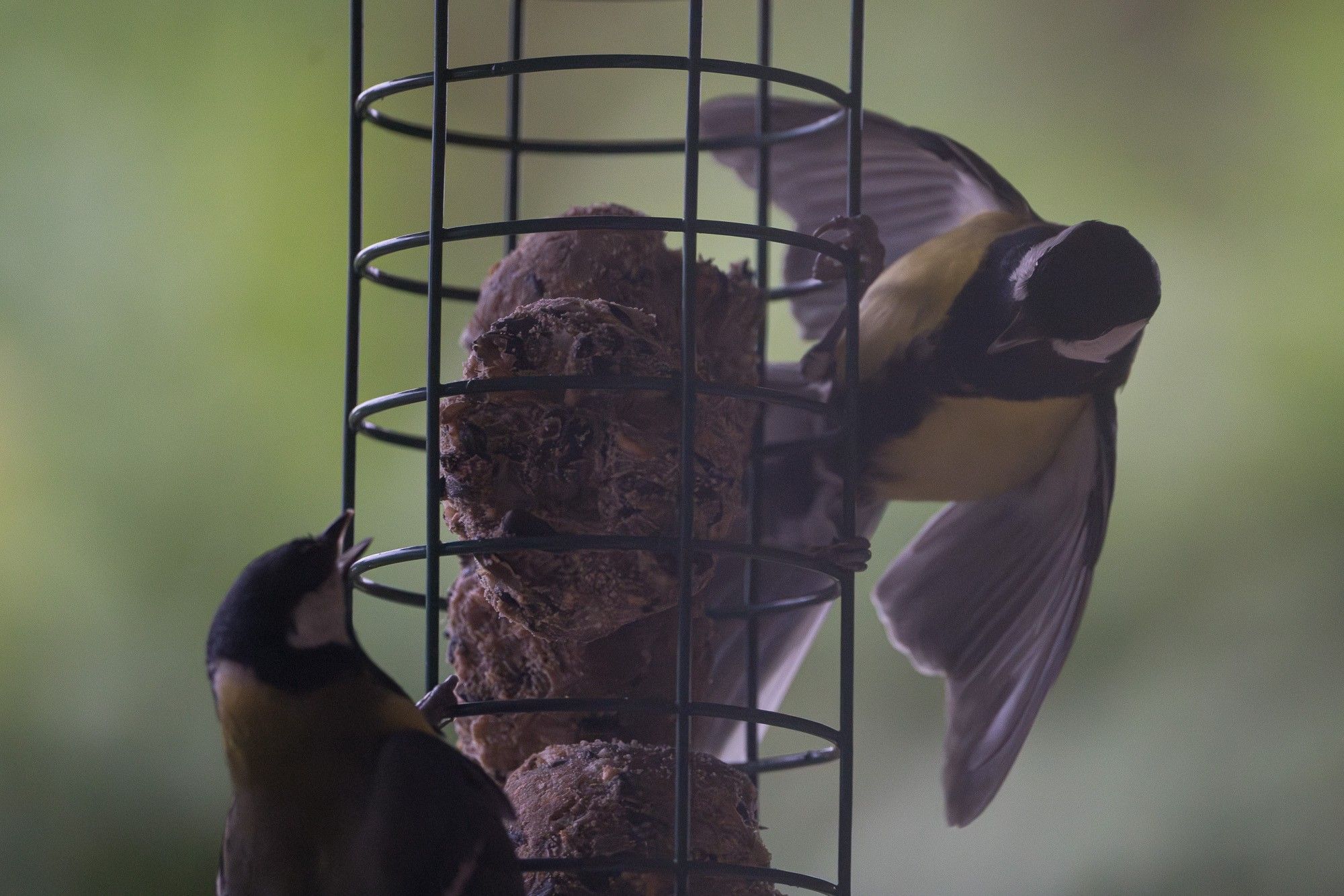 One great tit is trying to intimidate the other by flapping its wings, but the other is having none of it