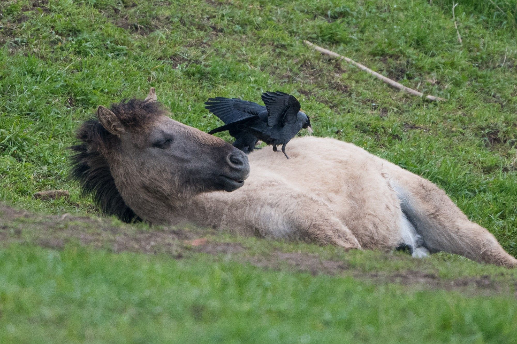 Het paard kijkt enigszins verbaasd op