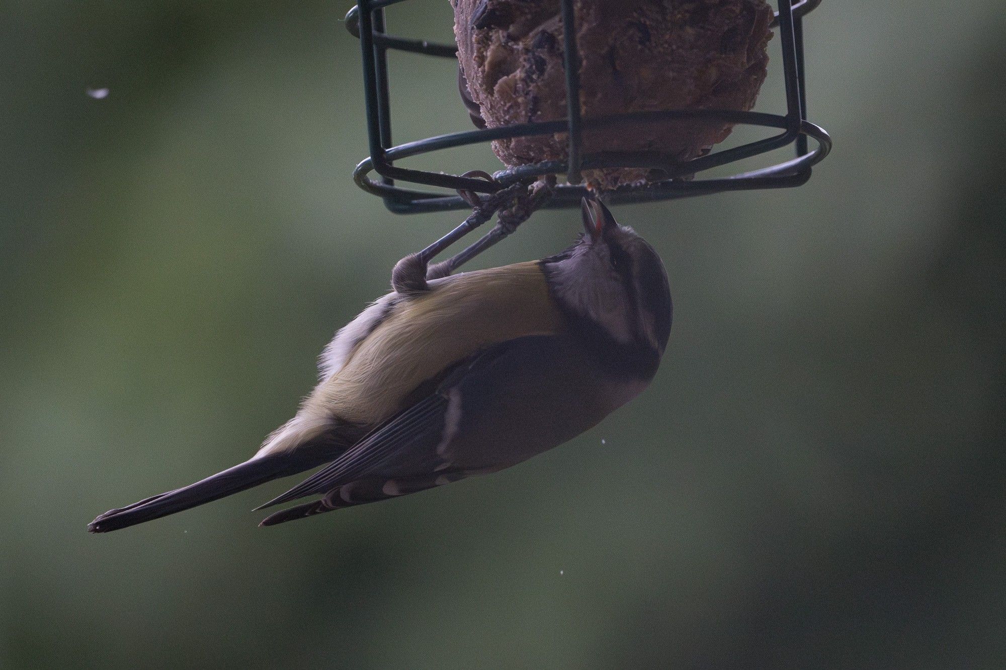 A blue tit is hanging from the bottom of the energy ball holder and enjoying eating its prize, while the great tits above are busy fighting each other