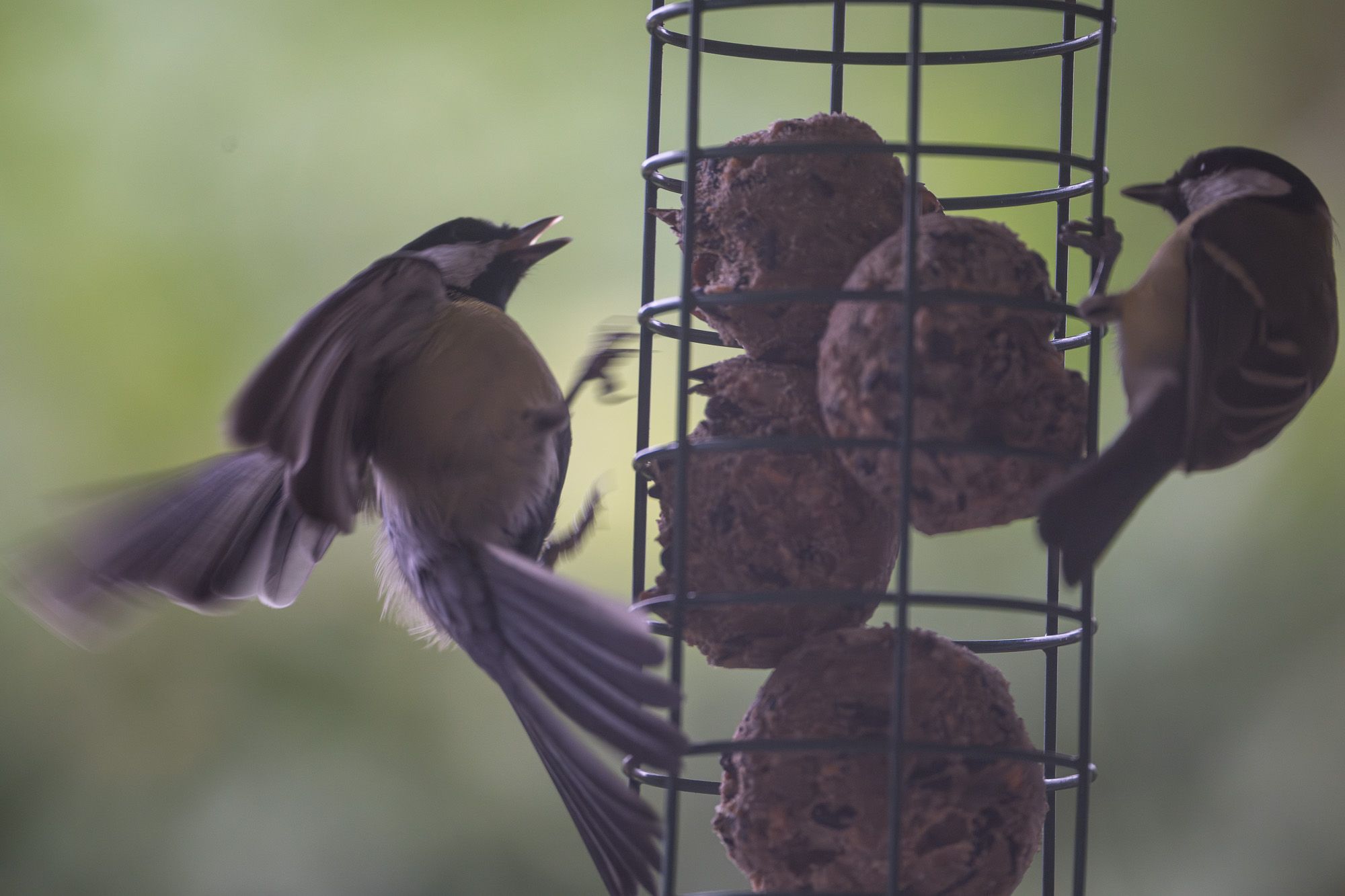 Two great tits hanging on to a tube-shaped rack filled with energy balls, one calling at the other to chase it off